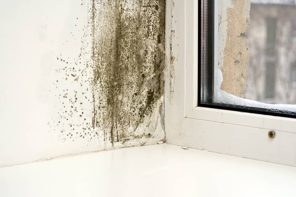 Can Mold Appear During the Winter Season?